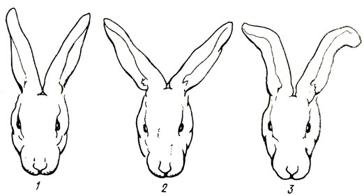 Сабақтағы порно