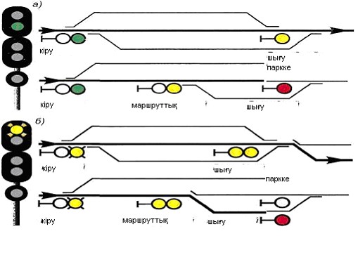 Үлкен мүшесі сперматозоидтары көп кискаға кіреді