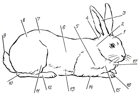 Трусикидегі жас азиялық әйелдердің суреттері Бианка Бивермен порно видео